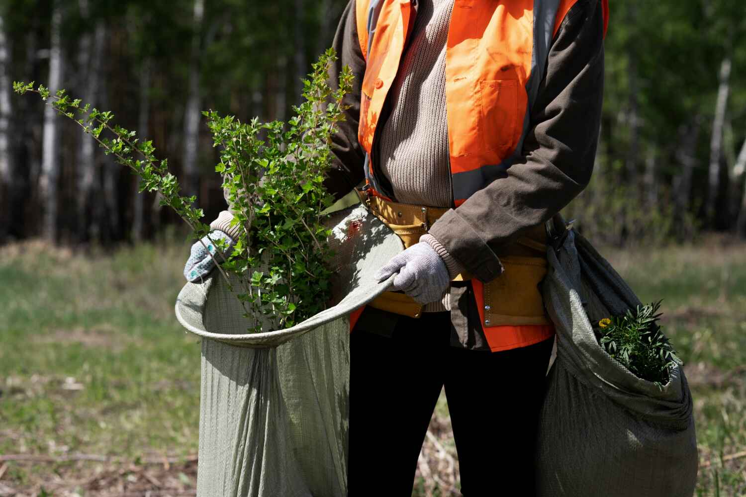 The Steps Involved in Our Tree Care Process in Mccrory, AR